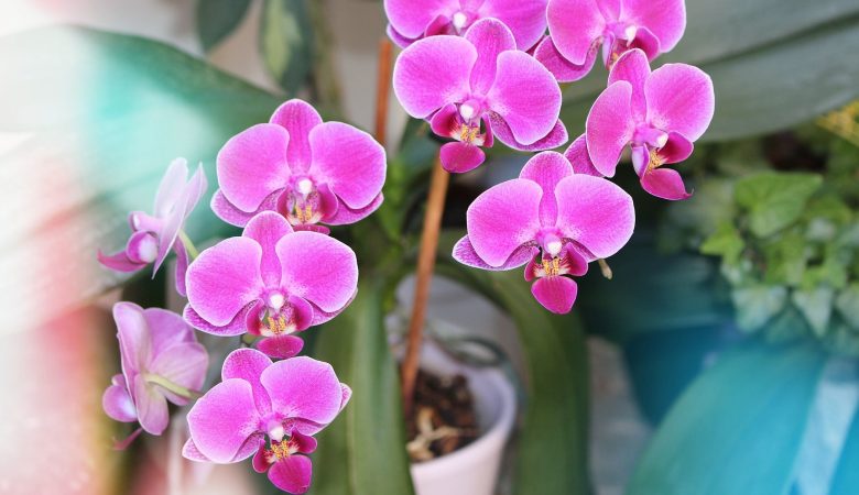 Conheça as 5 melhores flores para cultivar em casa - A.Dias